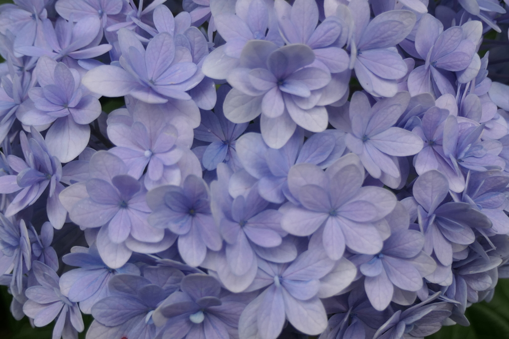 P1023978　可睡ゆりの園にて