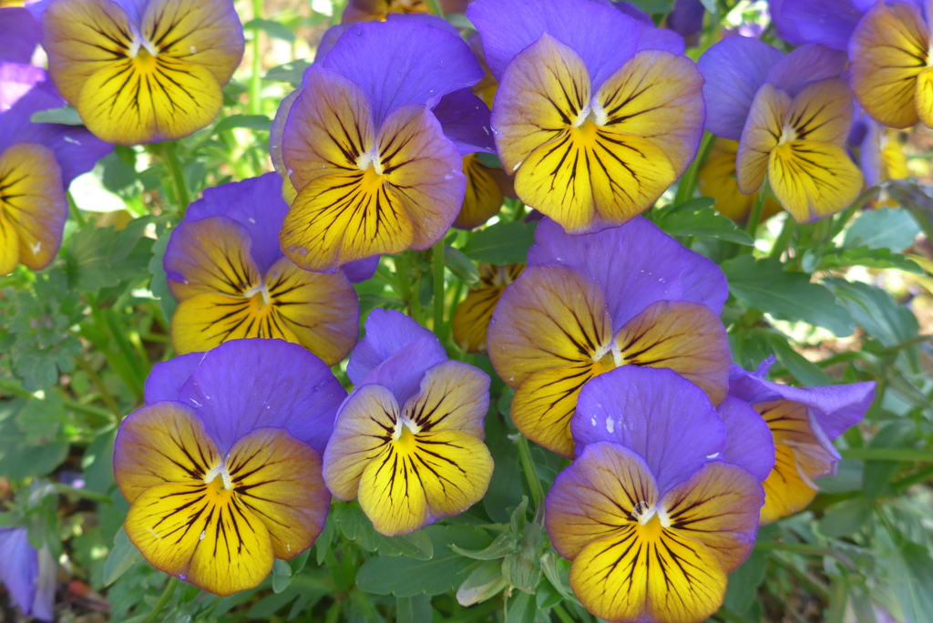 P1210564　ビオラ