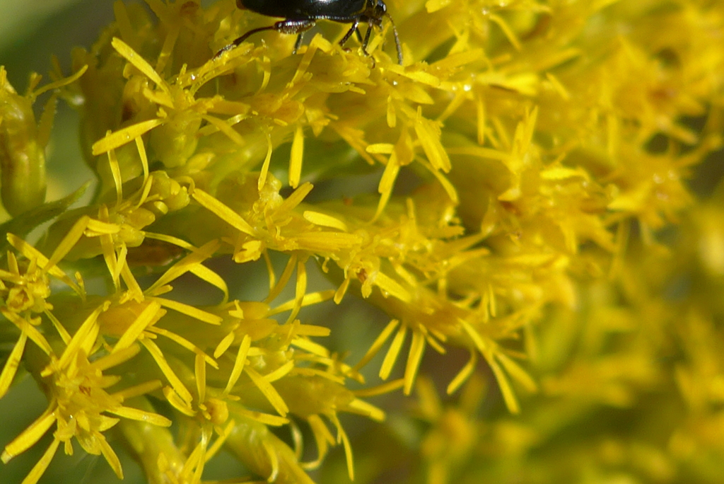 P1390163　セイタカアワダチソウ