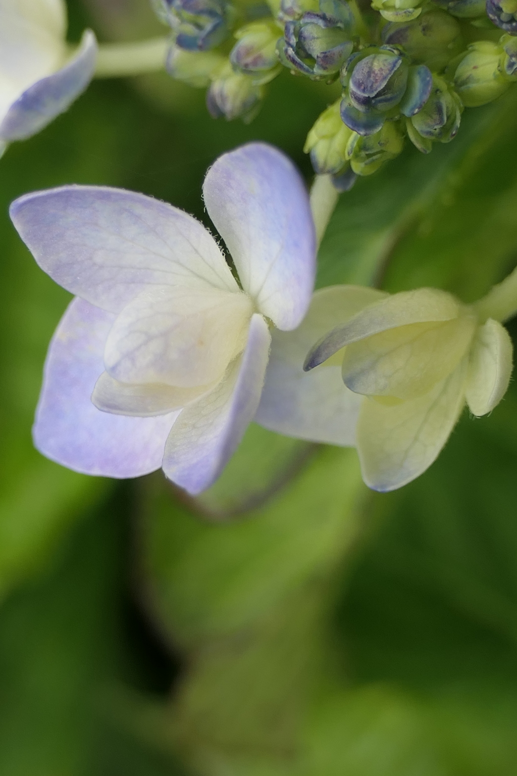 P1011993　アジサイ