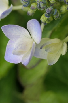 P1011993　アジサイ