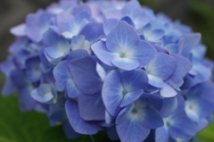R0353861　あじさい
