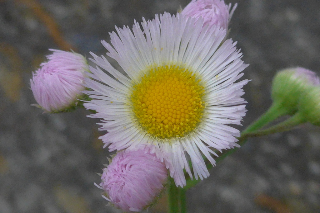 P1320612　野の花