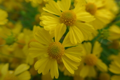 P1120048　お花畑で…