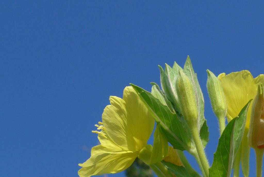 P1100824　青空と月見草