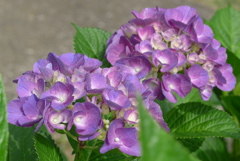 P1230328　あじさい