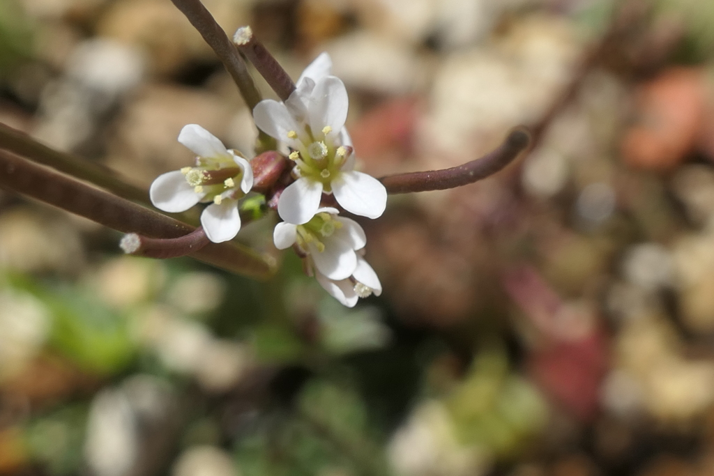 P1057697　野の花