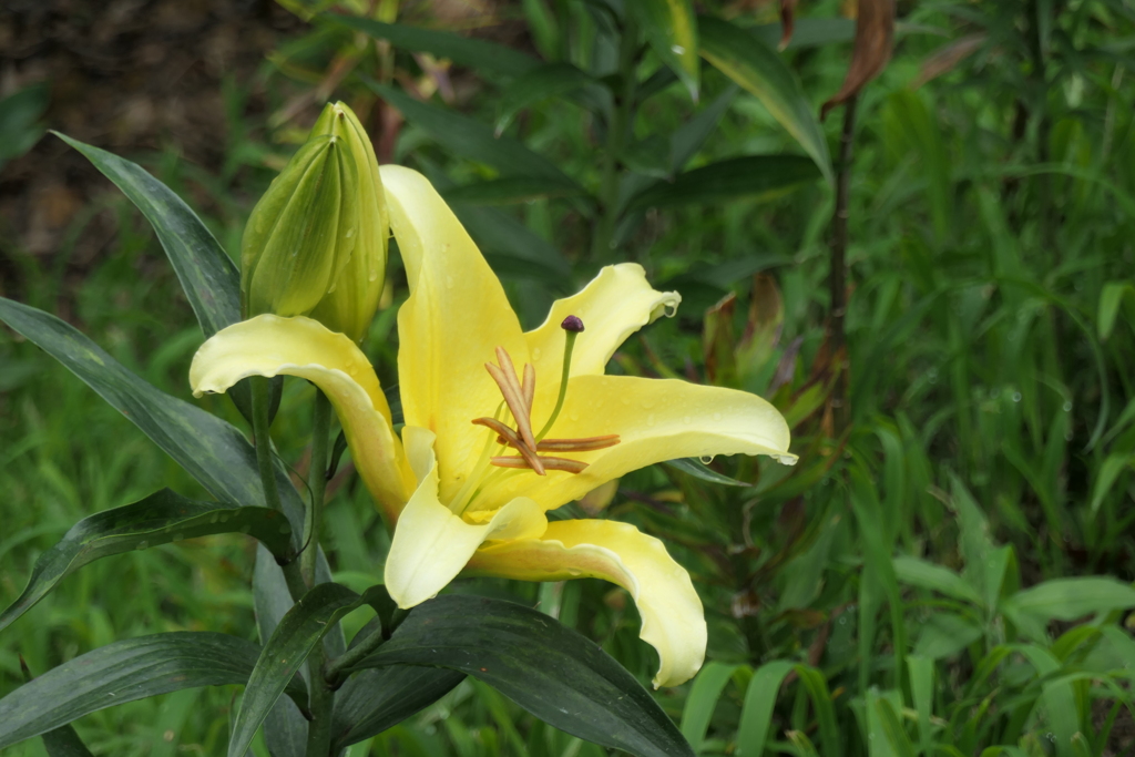 P1023943　可睡ゆりの園にて