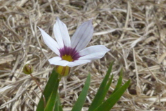 P1320853　小さなお花