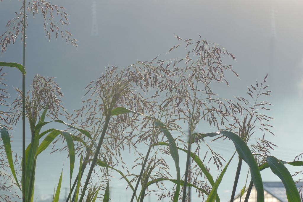 P1250211　空き地にて