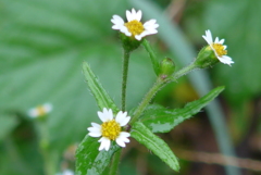 P1120337　野に咲く