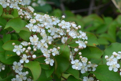 P1320664　野山に咲く