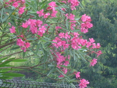 P1160615　夾竹桃