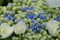 P1080378　紫陽花