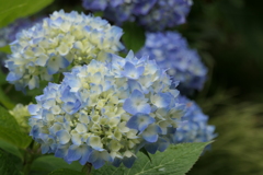 P1012010　紫陽花