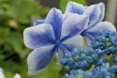 P1012606　コンペイトウ