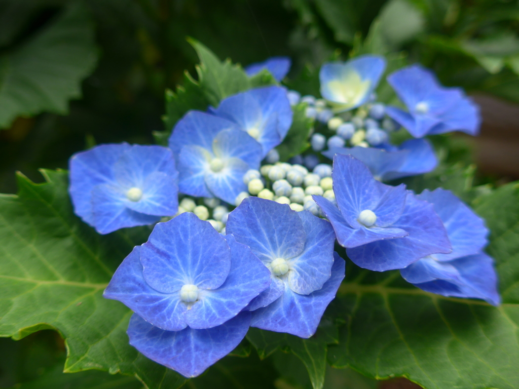 P1100076　あじさい