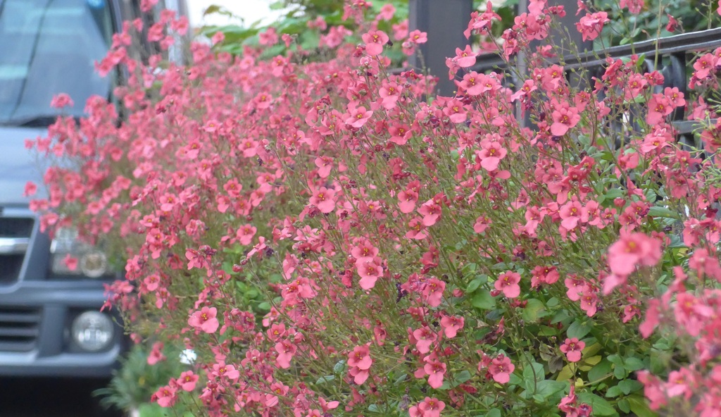 P1150587　あるお宅の玄関前