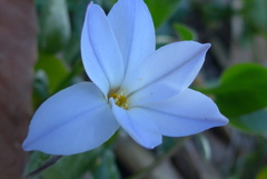 P1200669　ベツレヘムの星