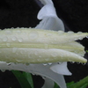 P1090992　雨に…