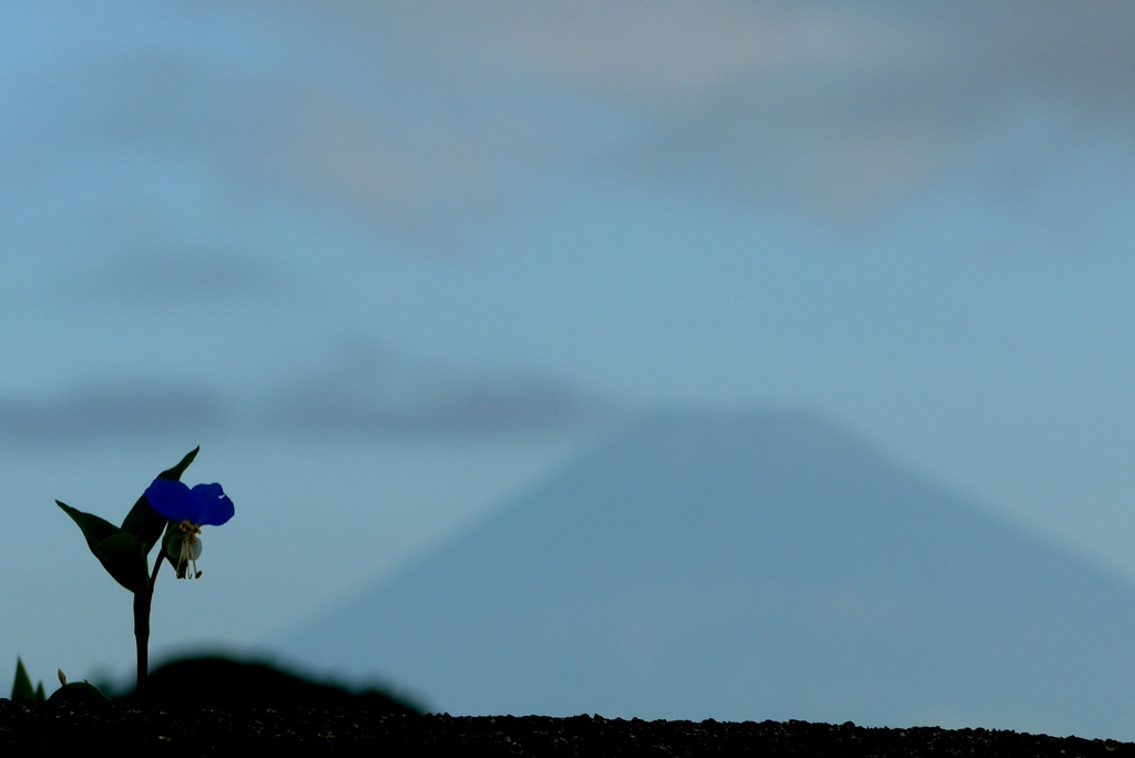 P1240457　8月30日 ツユクサと富士山