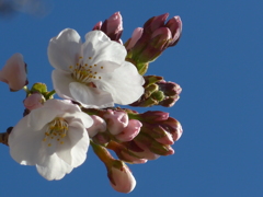 P1140409　さくら