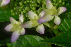 P1220913　三人の踊り子