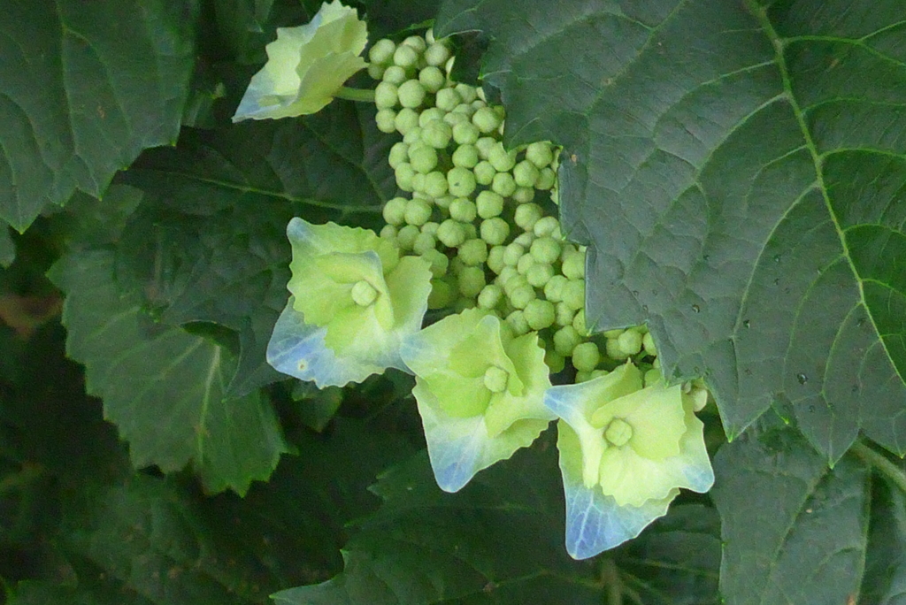 P1230116　公園の紫陽花