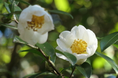 P1069638　サザンカ
