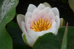 P1300324　睡蓮
