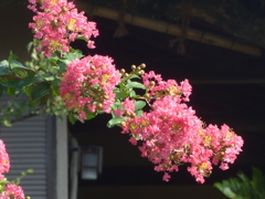 P1170732　サルスベリ