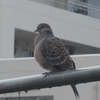P1060926　ハトさん
