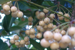 P1390417　白いマンリョウ