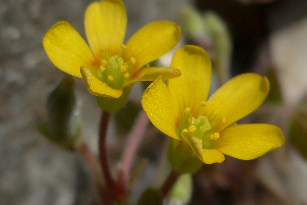 P1260398　カタバミ