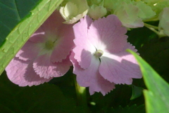 P1230444　公園のアジサイ