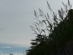 P1170029　夏草