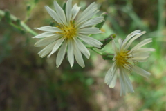 P1390130　アキノノゲシ