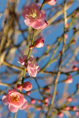 P1390445　枝垂れ梅