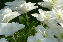 P1230437　公園のあじさい