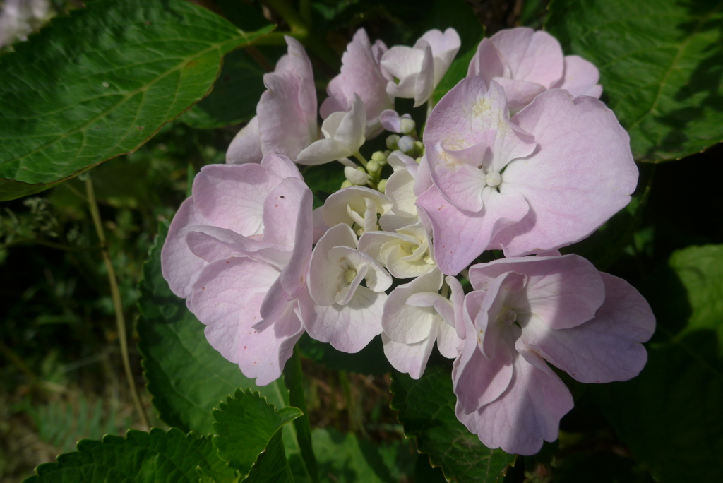P1270486　いつもの公園で