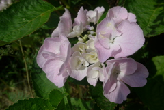 P1270486　いつもの公園で