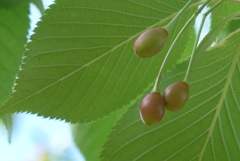 P1220072　桜の実