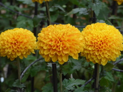 P1120434　「菊まつり」にて