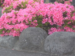 P1160043　サツキ