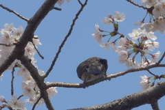 P1210367　おしりがかわいいね♪