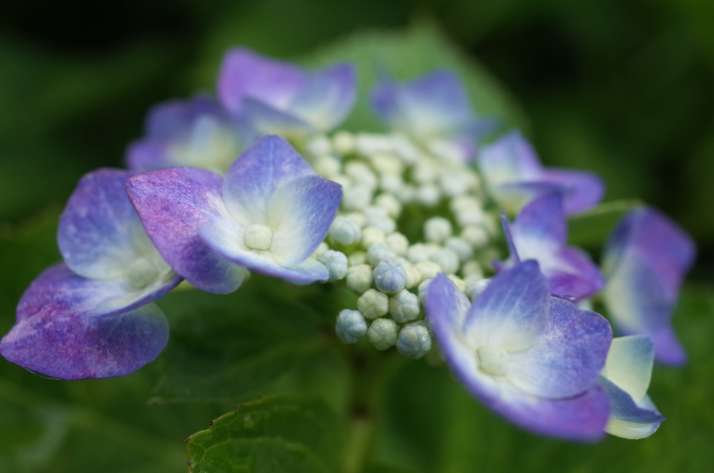 R0353606　紫陽花