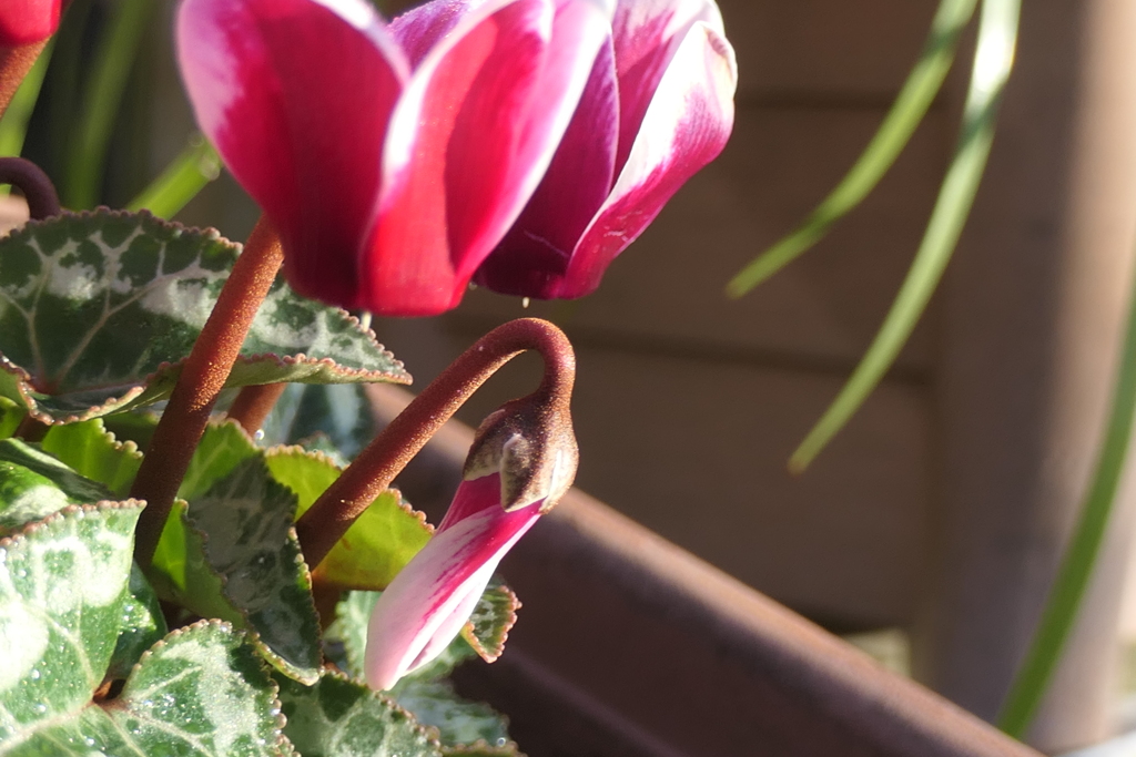 P1080974　つぼみ