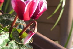 P1080974　つぼみ