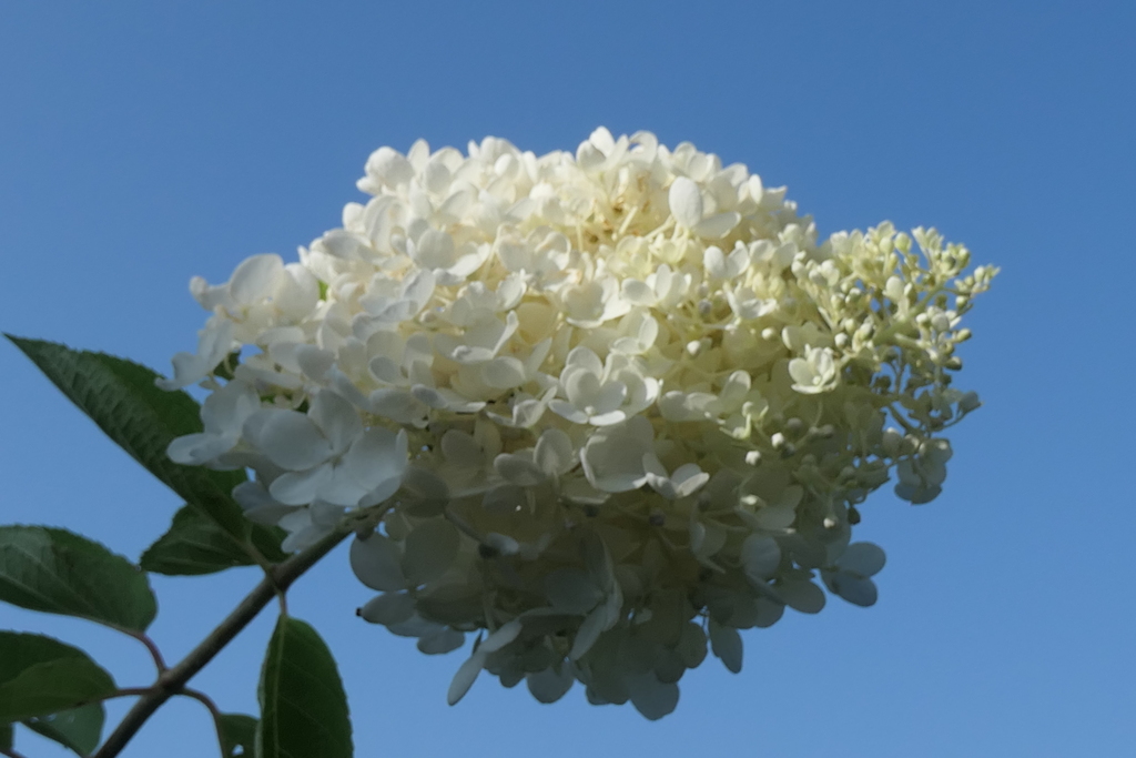 P1046680　ノリウツギ