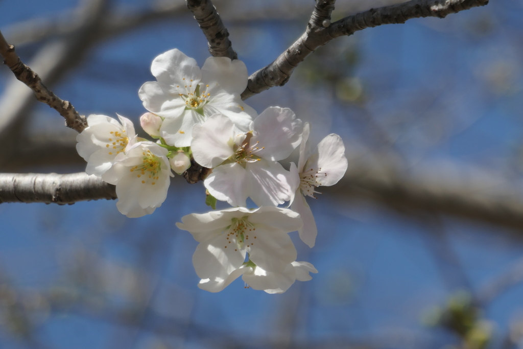 大島桜